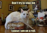 cat jokes funny one liners