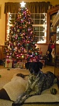 Christmas 2012 (Roxie)