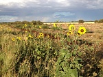 Cancon Trip 029 Sunflower 2