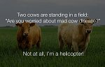 funny-stupid-jokes-two-cows-are-standing-in-a-field.jpg