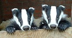 Click image for larger version. 

Name:	two-young-badgers.jpg 
Views:	36 
Size:	20.0 KB 
ID:	178870