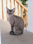 Click image for larger version. 

Name:	Macchi on stairs.jpg 
Views:	62 
Size:	173.3 KB 
ID:	190609