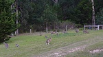 Click image for larger version. 

Name:	Kangaroos in the front yard.jpg 
Views:	146 
Size:	90.4 KB 
ID:	197677