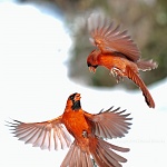 cardinal Fight