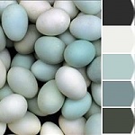 Click image for larger version. 

Name:	a6cccfb6914abe3fffaa1e8bf1cca6a2--duck-egg-blue-robin-egg-blue.jpg 
Views:	28 
Size:	7.2 KB 
ID:	235589