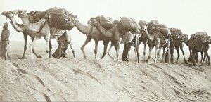 Name:  camel train.jpg
Views: 1061
Size:  13.1 KB