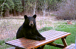 Click image for larger version. 

Name:	bear_picnic_table.png 
Views:	61 
Size:	86.3 KB 
ID:	304850