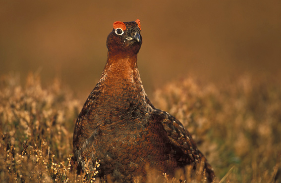 Name:  red-grouse.jpg
Views: 1964
Size:  111.3 KB