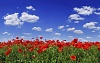 poppy flower field under blue sky 422 71908