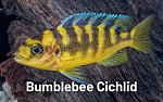 Click image for larger version. 

Name:	bumblebee-cichlid.jpg 
Views:	108 
Size:	84.1 KB 
ID:	294665