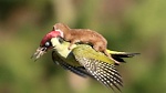 Click image for larger version. 

Name:	Weasel and Woodpecker.jpg 
Views:	48 
Size:	66.6 KB 
ID:	174595