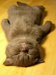 Click image for larger version. 

Name:	sleepykitty.jpg 
Views:	66 
Size:	28.8 KB 
ID:	61234