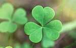 Click image for larger version. 

Name:	cropped_shamrock-three-leaves.jpg 
Views:	33 
Size:	26.7 KB 
ID:	264558