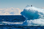 A pic from the USCG Polar Star... random penguin molting on an ice berg