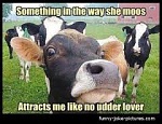 Click image for larger version. 

Name:	cow 2.jpg 
Views:	110 
Size:	10.9 KB 
ID:	193767
