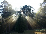 Click image for larger version. 

Name:	Morning Sunlight 2.jpg 
Views:	74 
Size:	155.1 KB 
ID:	225455